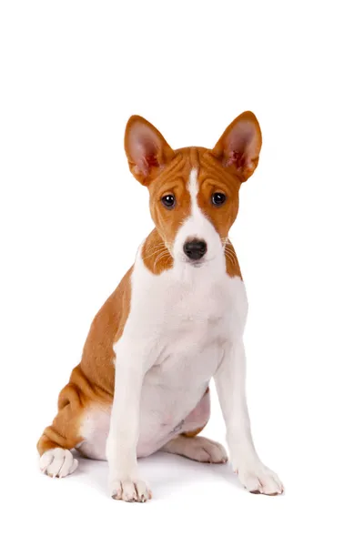 Liten basenji valp på vit — Stockfoto