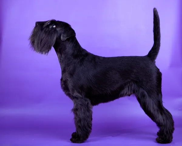 Schnauzer miniatura negro —  Fotos de Stock