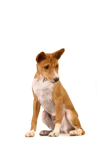 Liten basenji valp på vit — Stockfoto