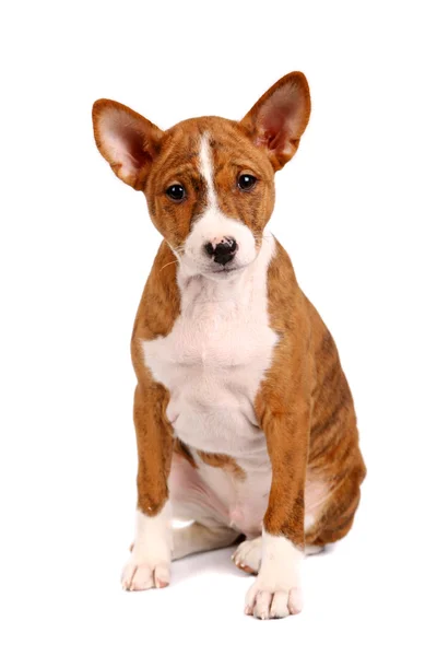 Pequeño cachorro Basenji en blanco —  Fotos de Stock