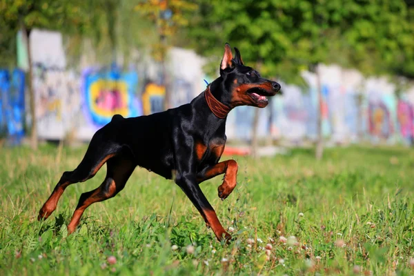 çalışan siyah doberman