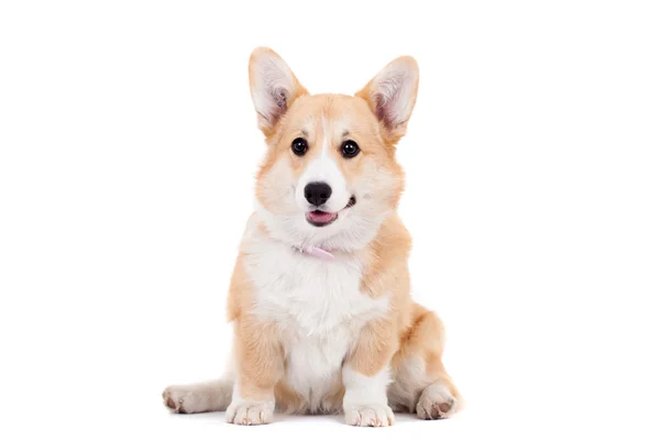 Pembroke welsh corgi köpek yavrusu