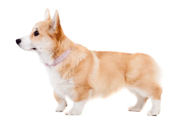 Štěně welsh corgi Pembroke — Stock fotografie