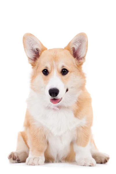 Štěně welsh corgi Pembroke — Stock fotografie