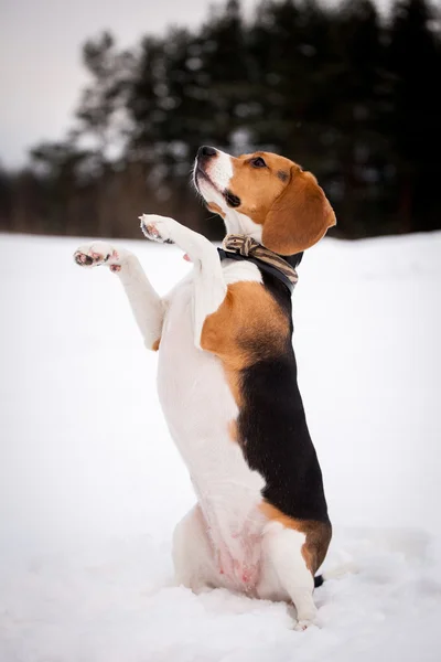 Chien beagle intelligent extérieur — Photo