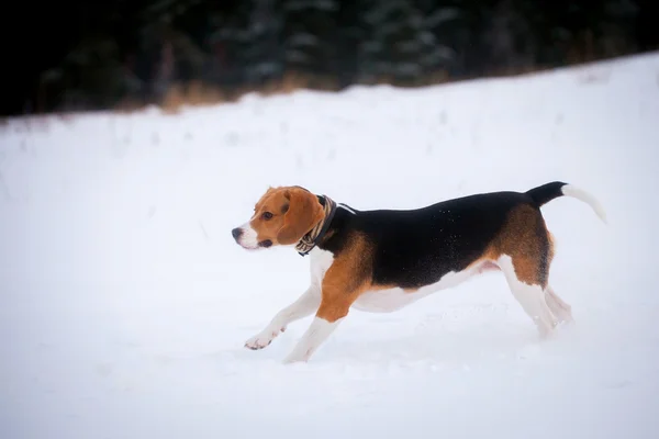 智能 beagle 犬户外 — 图库照片