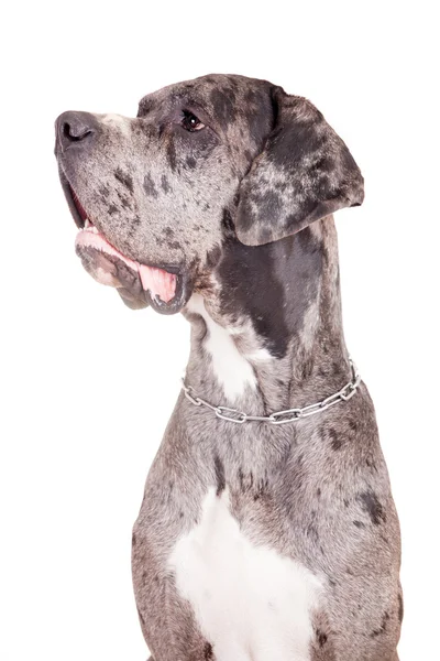 Blauwe merle great dane op wit — Stockfoto