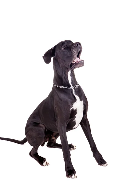 Biały czarny dog — Zdjęcie stockowe