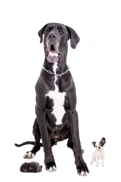 Great Dane with puppies — Stock Photo, Image