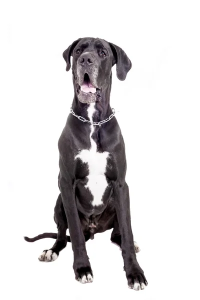 A fehér fekete német dog — Stock Fotó