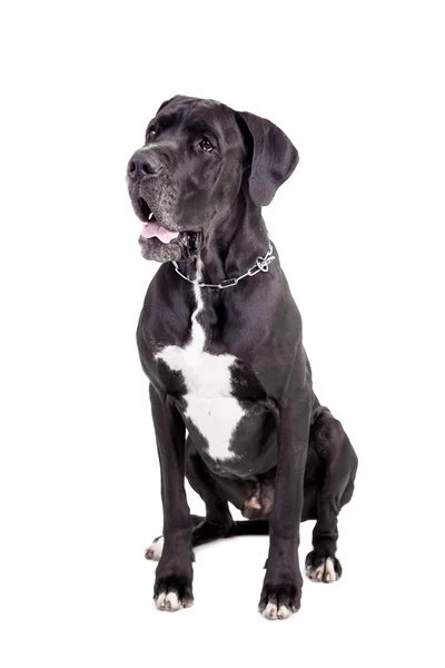 A fehér fekete német dog — Stock Fotó