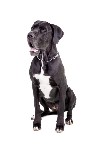 Preto Great Dane em branco — Fotografia de Stock