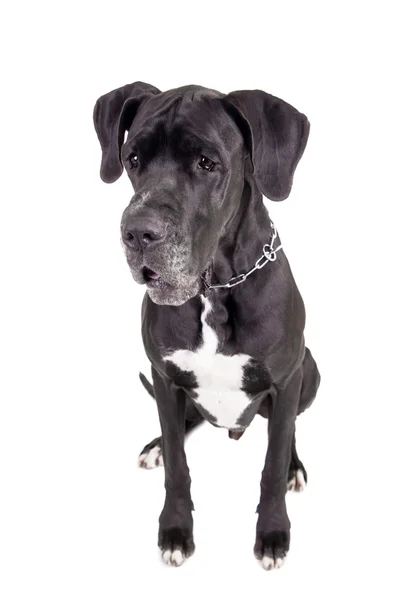 Preto Great Dane em branco — Fotografia de Stock