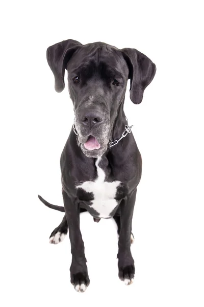 Preto Great Dane em branco — Fotografia de Stock