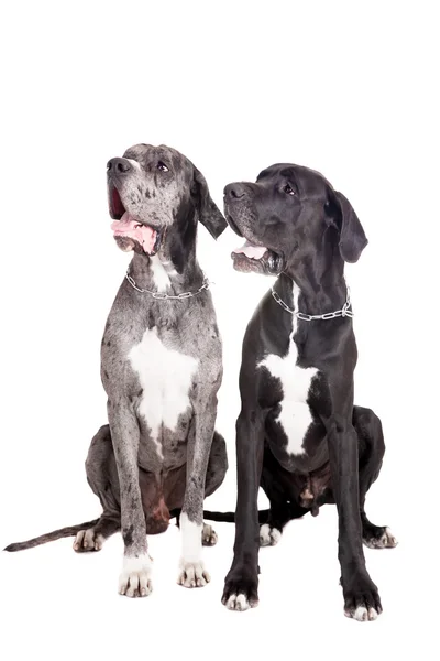 Dois grandes cães dinamarqueses em branco — Fotografia de Stock