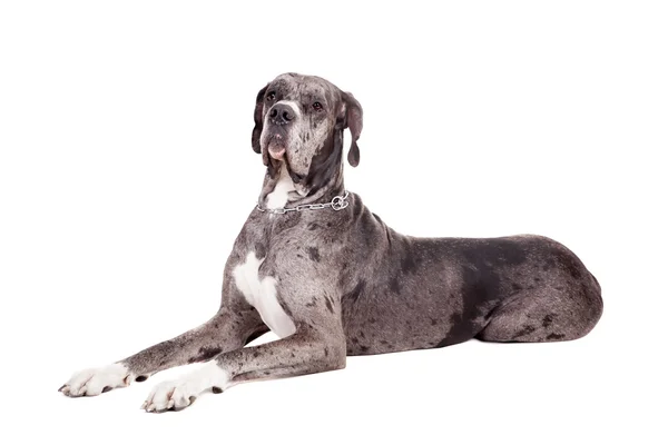 Синий Merle Great Dane на белом — стоковое фото