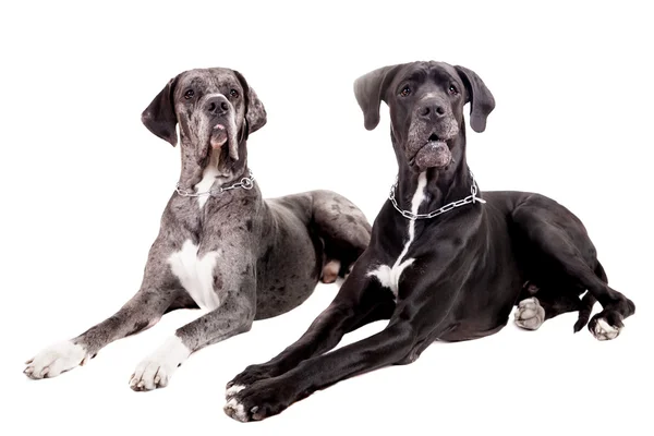 Due grandi cani danesi su bianco — Foto Stock