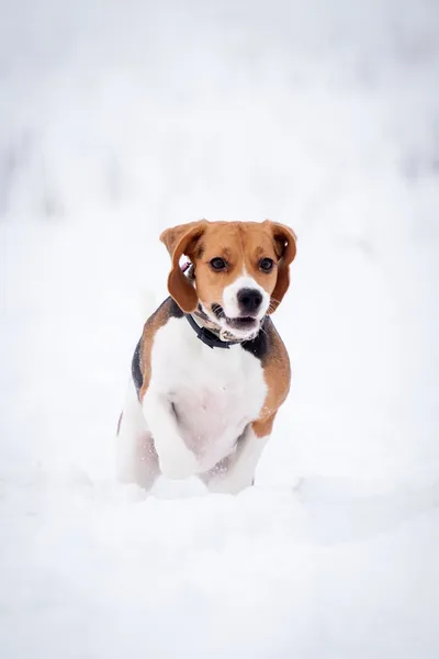 Chien beagle intelligent extérieur — Photo