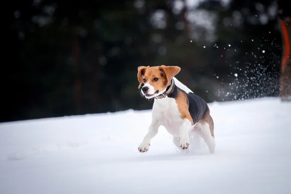 Chien beagle intelligent extérieur — Photo