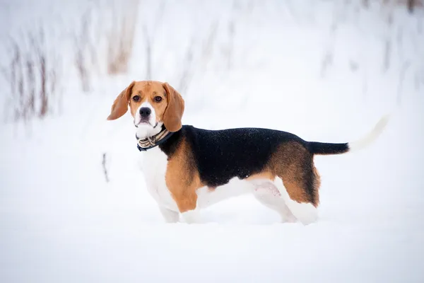 Smart beagle dog outdoor — Stock Photo, Image