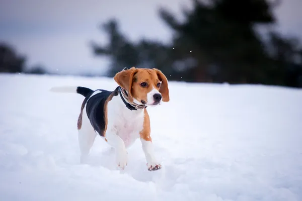 Smart beagle dog outdoor — Stock Photo, Image