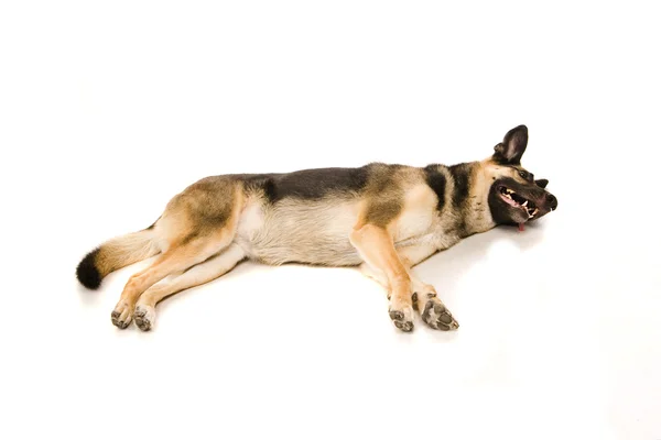 Le chien d'Europe de l'Est sur blanc — Photo