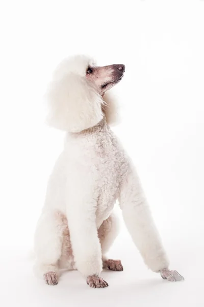 Caniche real blanco sobre blanco — Foto de Stock