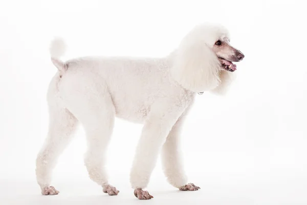 Caniche real branco em branco — Fotografia de Stock