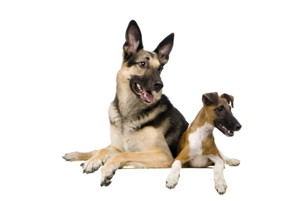 East European sheep-dog with fox-terrier on white — Stock Photo, Image