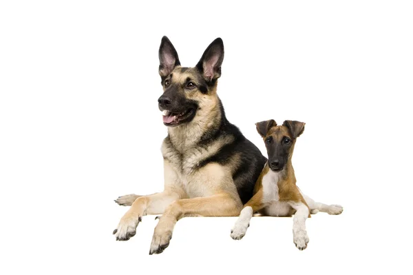 Osteuropäischer Schäferhund mit Fuchs-Terrier auf Weiß — Stockfoto