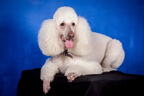 White Royal poodle on blue — Stock Photo, Image