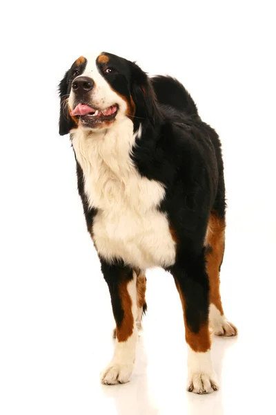 Berner Sennenhond op wit — Stockfoto