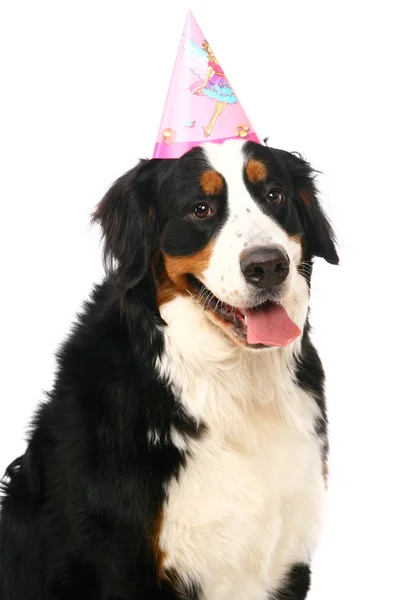 Berner Sennenhond op wit — Stockfoto