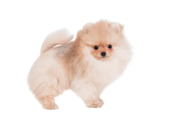 Pomeranian cachorro en blanco — Foto de Stock