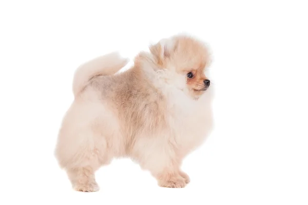 Pomeranian cachorro en blanco — Foto de Stock