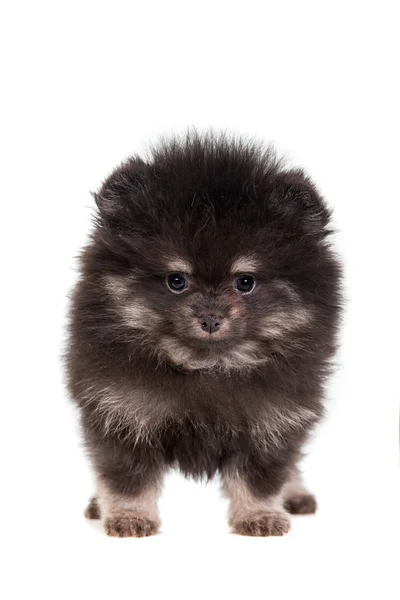 Miniature spitz valp på vit — Stockfoto