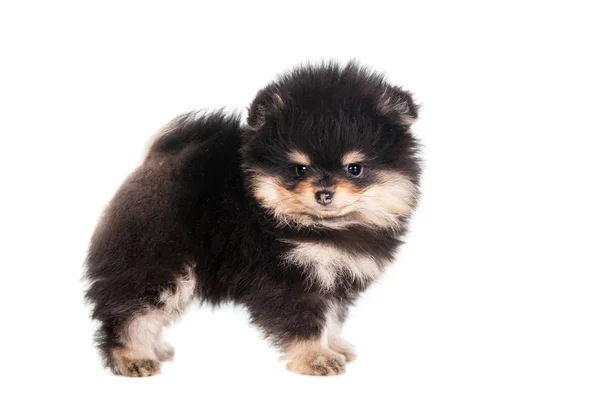 Miniature Spitz puppy on white — Stock Photo, Image