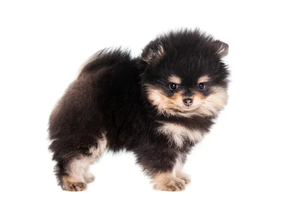 Chiot Spitz miniature sur blanc — Photo