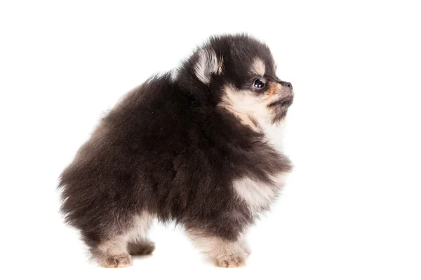 Miniatura Spitz cachorro en blanco —  Fotos de Stock