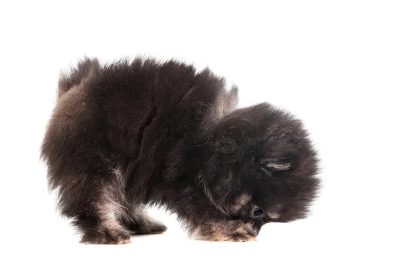 Miniature spitz valp på vit — Stockfoto