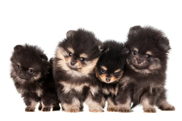 Divertido grupo de cachorros de Pomerania —  Fotos de Stock
