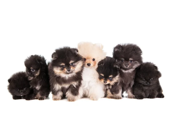 Divertido grupo de cachorros de Pomerania — Foto de Stock