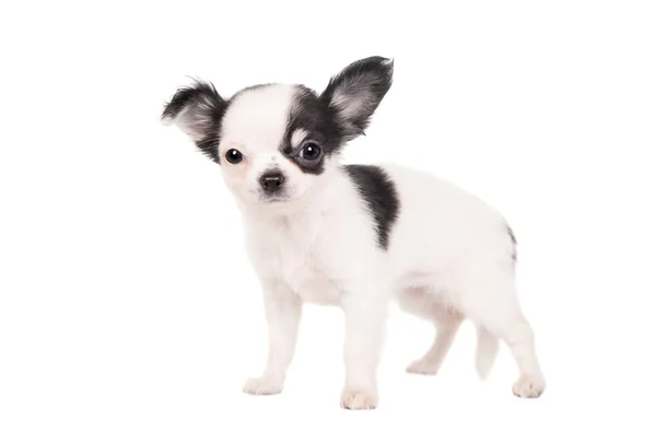 Dlouhé vlasy-bílé čivava pes — Stock fotografie