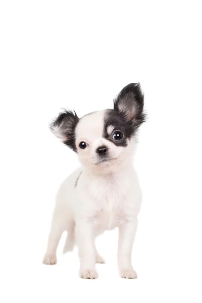 Långhårig vit chihuahua hunden — Stockfoto