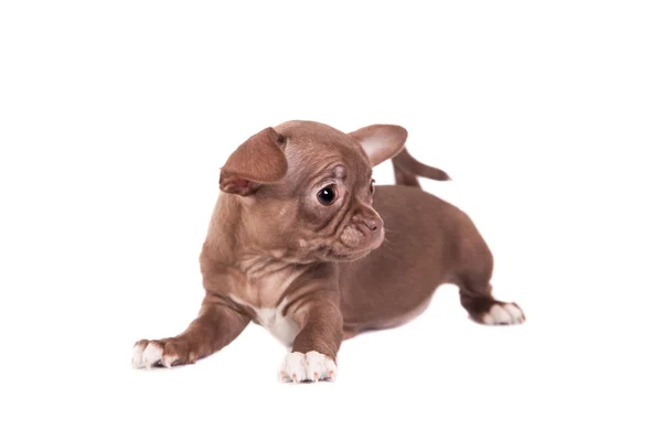 Čokoládové čivava štěně na bílém pozadí — Stock fotografie