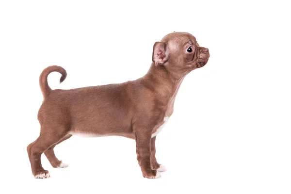 Chocolade chihuahua pup op wit — Stockfoto
