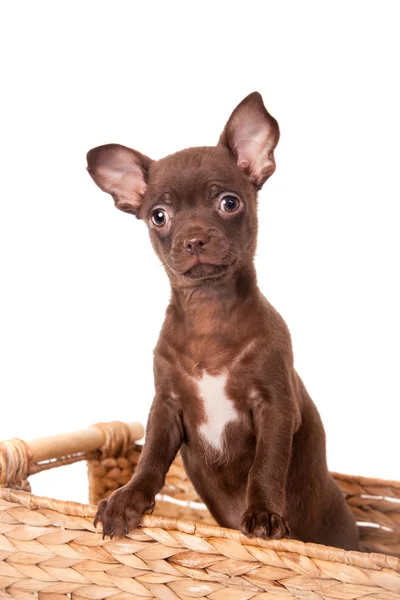 Chocolate Chihuahua puppy on white — Stock Photo, Image