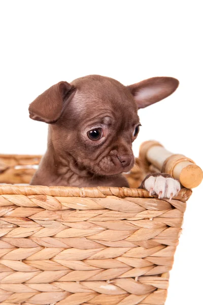 Cioccolato Chihuahua cucciolo su bianco — Foto Stock