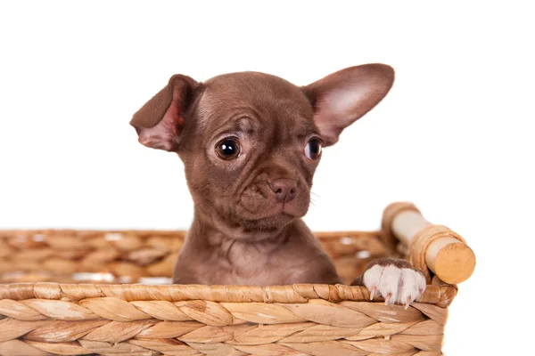 Cioccolato Chihuahua cucciolo su bianco — Foto Stock