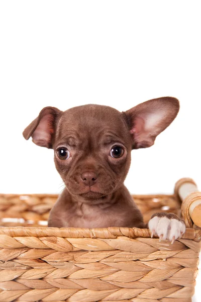 Cioccolato Chihuahua cucciolo su bianco — Foto Stock